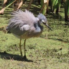 Egretta novaehollandiae (White-faced Heron) at Jerrabomberra Wetlands - 6 Dec 2023 by RodDeb