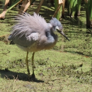 Egretta novaehollandiae at Jerrabomberra Wetlands - 6 Dec 2023 10:52 AM