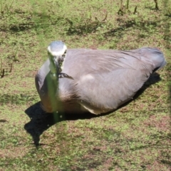 Egretta novaehollandiae at Jerrabomberra Wetlands - 6 Dec 2023 10:52 AM