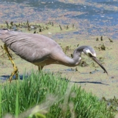 Egretta novaehollandiae at Jerrabomberra Wetlands - 6 Dec 2023 10:52 AM