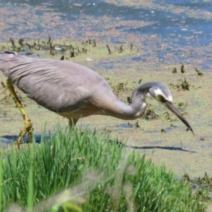 Egretta novaehollandiae at Jerrabomberra Wetlands - 6 Dec 2023 10:52 AM