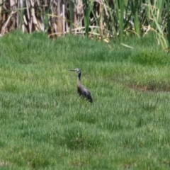 Egretta novaehollandiae at Jerrabomberra Wetlands - 6 Dec 2023 10:52 AM