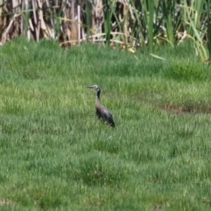 Egretta novaehollandiae at Jerrabomberra Wetlands - 6 Dec 2023 10:52 AM