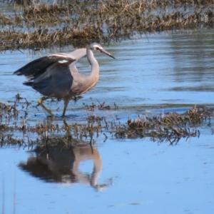 Egretta novaehollandiae at Jerrabomberra Wetlands - 6 Dec 2023 10:52 AM