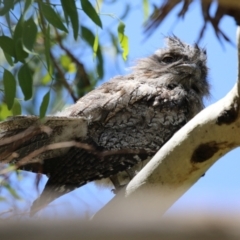 Podargus strigoides (Tawny Frogmouth) at Jerrabomberra Wetlands - 6 Dec 2023 by RodDeb