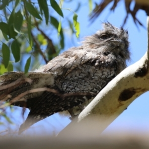 Podargus strigoides at Fyshwick, ACT - 6 Dec 2023