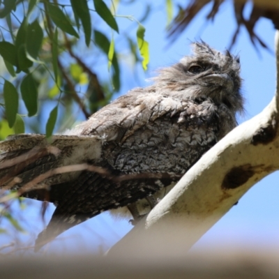 Podargus strigoides (Tawny Frogmouth) at Jerrabomberra Wetlands - 6 Dec 2023 by RodDeb