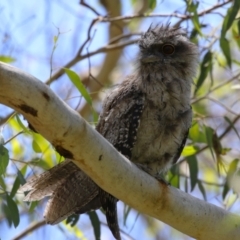 Podargus strigoides at Fyshwick, ACT - 6 Dec 2023