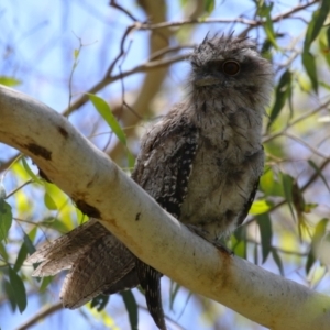 Podargus strigoides at Fyshwick, ACT - 6 Dec 2023