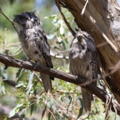 Podargus strigoides at Fyshwick, ACT - 6 Dec 2023