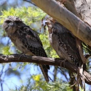 Podargus strigoides at Fyshwick, ACT - 6 Dec 2023