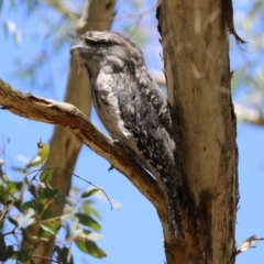 Podargus strigoides at Fyshwick, ACT - 6 Dec 2023