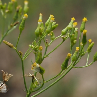 Senecio diaschides (Erect Groundsel) at Lower Cotter Catchment - 28 Feb 2023 by KenT