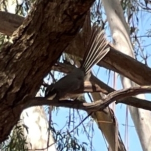 Rhipidura albiscapa at Jerrabomberra Wetlands - 7 Dec 2023 11:58 AM