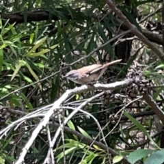 Sericornis frontalis (White-browed Scrubwren) at Jerrabomberra Wetlands (JWT) - 7 Dec 2023 by Hejor1