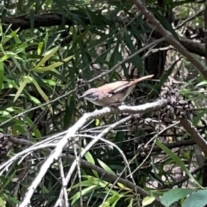 Sericornis frontalis at Jerrabomberra Wetlands (JWT) - 7 Dec 2023 12:27 PM