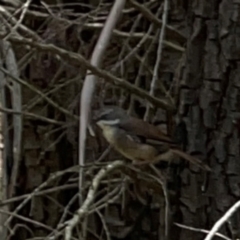 Sericornis frontalis at Jerrabomberra Wetlands (JWT) - 7 Dec 2023 12:27 PM