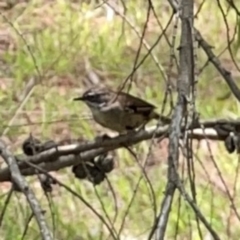 Sericornis frontalis at Jerrabomberra Wetlands (JWT) - 7 Dec 2023 12:27 PM