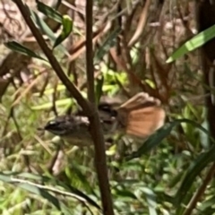 Sericornis frontalis at Jerrabomberra Wetlands (JWT) - 7 Dec 2023