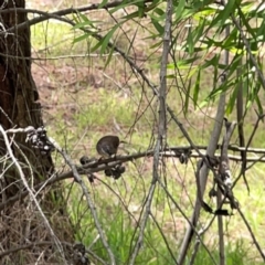 Sericornis frontalis at Jerrabomberra Wetlands (JWT) - 7 Dec 2023 12:27 PM