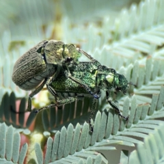 Diphucephala sp. (genus) at Jerrabomberra Wetlands - 7 Dec 2023