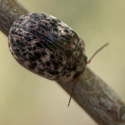 Trachymela sp. (genus) (Brown button beetle) at Fyshwick, ACT - 7 Dec 2023 by Hejor1