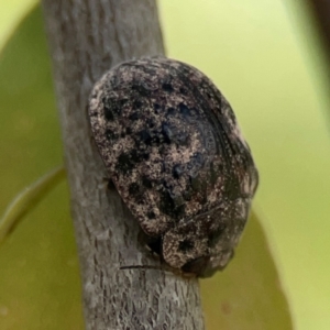 Trachymela sp. (genus) at Jerrabomberra Wetlands - 7 Dec 2023