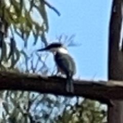 Todiramphus sanctus at Jerrabomberra Wetlands - 7 Dec 2023