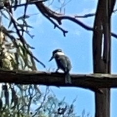 Todiramphus sanctus at Jerrabomberra Wetlands - 7 Dec 2023