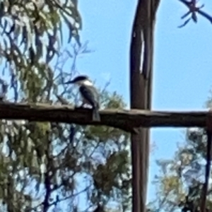 Todiramphus sanctus at Jerrabomberra Wetlands - 7 Dec 2023