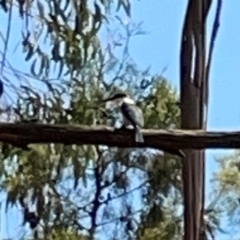 Todiramphus sanctus at Jerrabomberra Wetlands - 7 Dec 2023