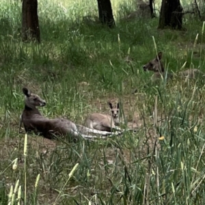 Macropus giganteus at Jerrabomberra Wetlands - 7 Dec 2023 11:45 AM