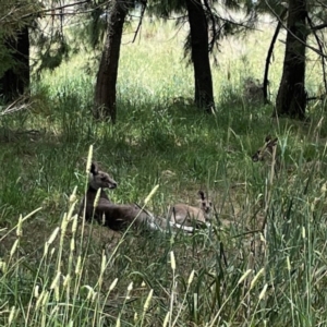 Macropus giganteus at Jerrabomberra Wetlands - 7 Dec 2023