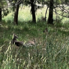 Macropus giganteus at Jerrabomberra Wetlands - 7 Dec 2023 11:45 AM