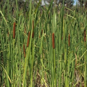 Typha orientalis at Lower Cotter Catchment - 2 Mar 2023