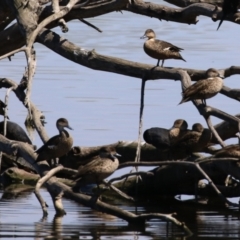 Anas gracilis at Jerrabomberra Wetlands - 6 Dec 2023 11:22 AM