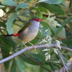 Neochmia temporalis (Red-browed Finch) at Jerrabomberra Wetlands - 6 Dec 2023 by RodDeb