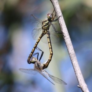 Hemicordulia tau at Jerrabomberra Wetlands - 6 Dec 2023