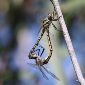 Hemicordulia tau at Jerrabomberra Wetlands - 6 Dec 2023