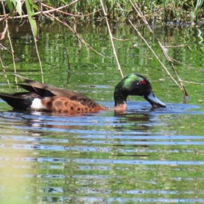 Anas castanea (Chestnut Teal) at Jerrabomberra Wetlands - 6 Dec 2023 by RodDeb