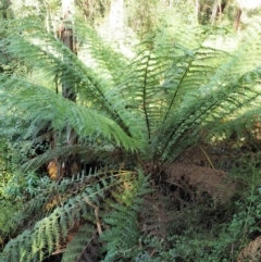 Dicksonia antarctica (Soft Treefern) at Namadgi National Park - 4 May 2023 by KenT