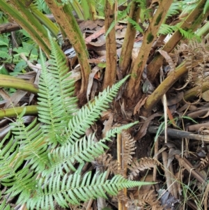 Dicksonia antarctica at Namadgi National Park - 4 May 2023