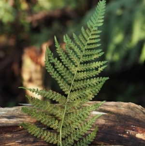 Dicksonia antarctica at Namadgi National Park - 4 May 2023