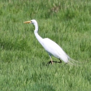 Ardea plumifera at Jerrabomberra Wetlands - 6 Dec 2023 12:06 PM