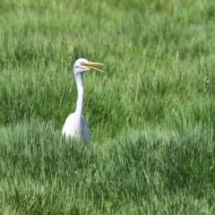 Ardea plumifera at Jerrabomberra Wetlands - 6 Dec 2023 12:06 PM