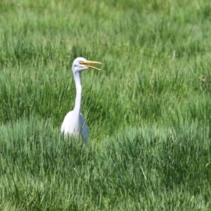 Ardea plumifera at Jerrabomberra Wetlands - 6 Dec 2023