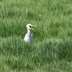 Ardea plumifera at Jerrabomberra Wetlands - 6 Dec 2023 12:06 PM