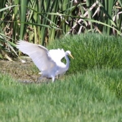 Ardea plumifera at Jerrabomberra Wetlands - 6 Dec 2023 12:06 PM