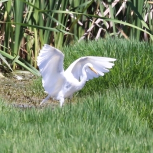 Ardea plumifera at Jerrabomberra Wetlands - 6 Dec 2023 12:06 PM