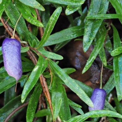 Billardiera macrantha (Mountain Appleberry) at Cotter River, ACT - 4 May 2023 by KenT